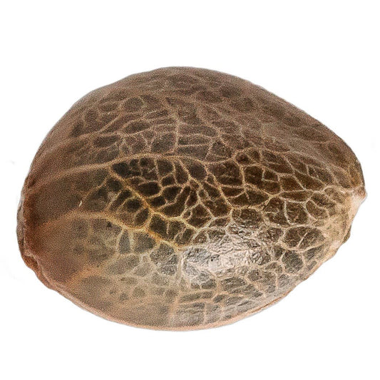 34 Street Seed Co. - Pineapple Express Seeds (Feminized)