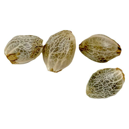Weathered Islands -Sugar Diesel Feminized Seeds