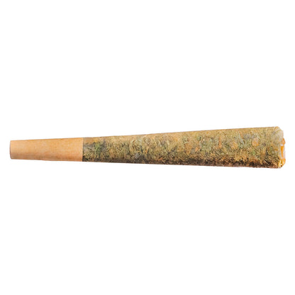 Fuego - Night Rider Indica Js
