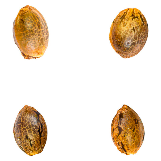 Green Rose Seeds - Gry Pytn X Crashed Out Cookies (fem Seeds)