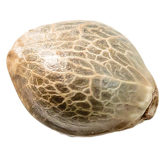 34 Street Seed Co. - Mango CBD 1:1 Seeds (Feminized)