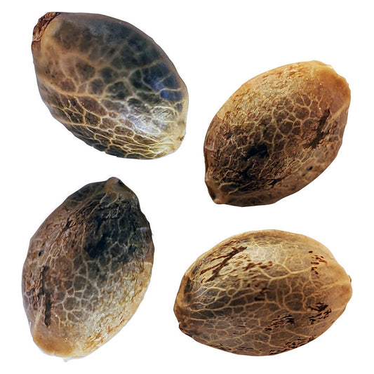 Weathered Islands - BC West Coast Feminized Seed Multi Pack