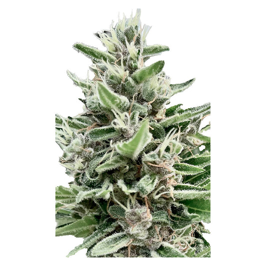 Clone Collector Seed Bank - Apple Truffle Breath - Feminized