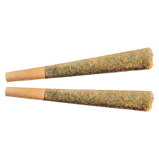 Fuego - Night Rider Indica Js