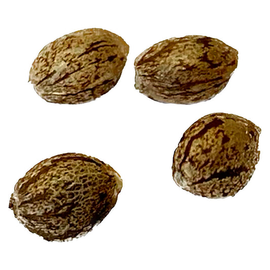 Autoflower Breeder's Club - Mendocino Cherry Pie THC Auto - Regular Seeds