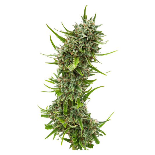 Weathered Islands Craft Cannabis - Durban Violette