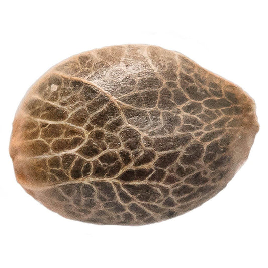 34 Street Seed Co. - Bubba Kush Seeds (Feminized)